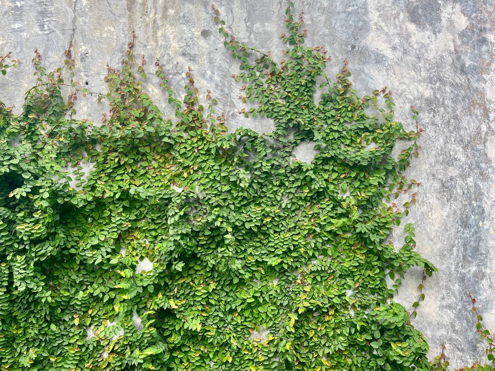 Il ficus pumila, per la sua natura rampicante, si presta benissimo a ricoprire muri e pareti esterne.