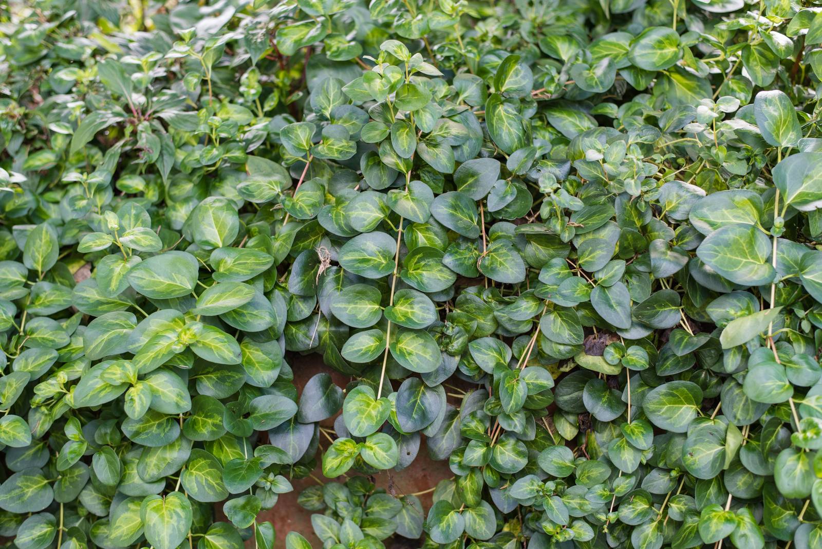 Il ficus repens si caratterizza per una crescita vigorosa, il che lo rende particolarmente apprezzato anche come ricadente in basket appesi.