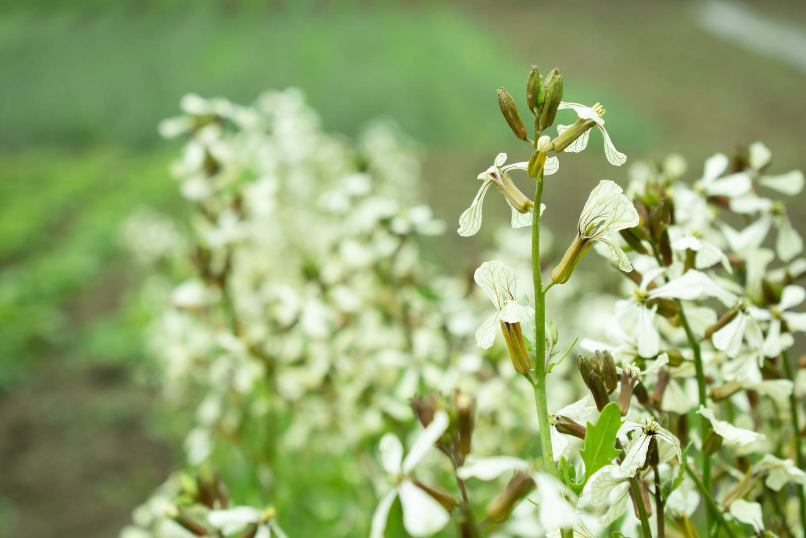 Sul finire della primavera, la rucola comincia a fiorire, ma questo determina un peggioramento della qualità delle foglie che diventano più dure e amare. Sul finire della primavera, la rucola comincia a fiorire, ma questo determina un peggioramento della qualità delle foglie che diventano più dure e amare.