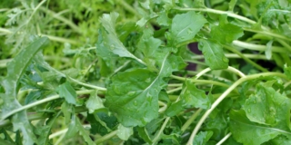 Rucola (pianta)