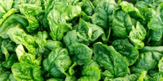Spinaci (pianta)