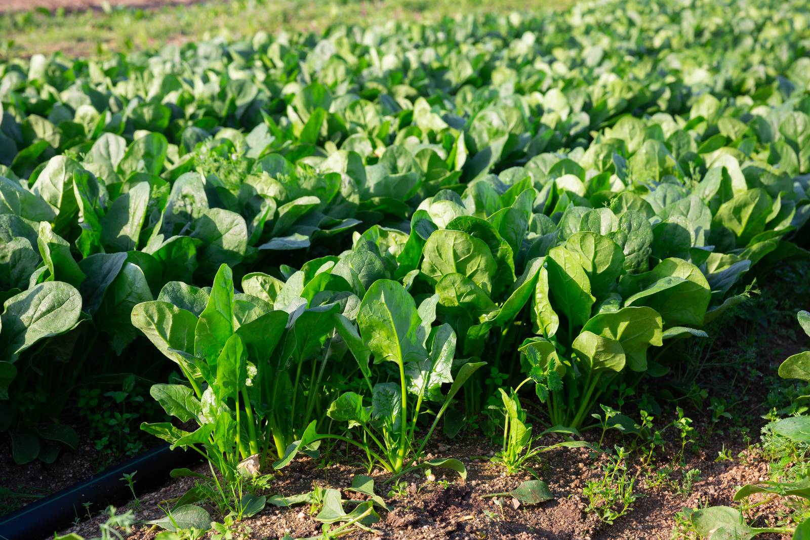 Anche se vengono tipicamente coltivati in piena terra nell'orto, gli spinaci si possono far crescere con successo anche in vaso sul terrazzo. Anche se vengono tipicamente coltivati in piena terra nell'orto, gli spinaci si possono far crescere con successo anche in vaso sul terrazzo.