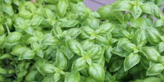 Pianta di basilico Pianta di basilico