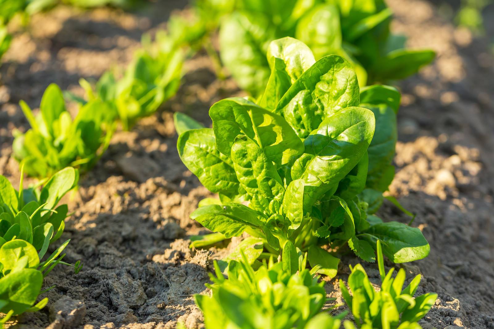 La pianta degli spinaci ama il pieno sole, anche se si avvantaggia di una leggera ombreggiatura nei periodi più caldi dell'anno. La pianta degli spinaci ama il pieno sole, anche se si avvantaggia di una leggera ombreggiatura nei periodi più caldi dell'anno.