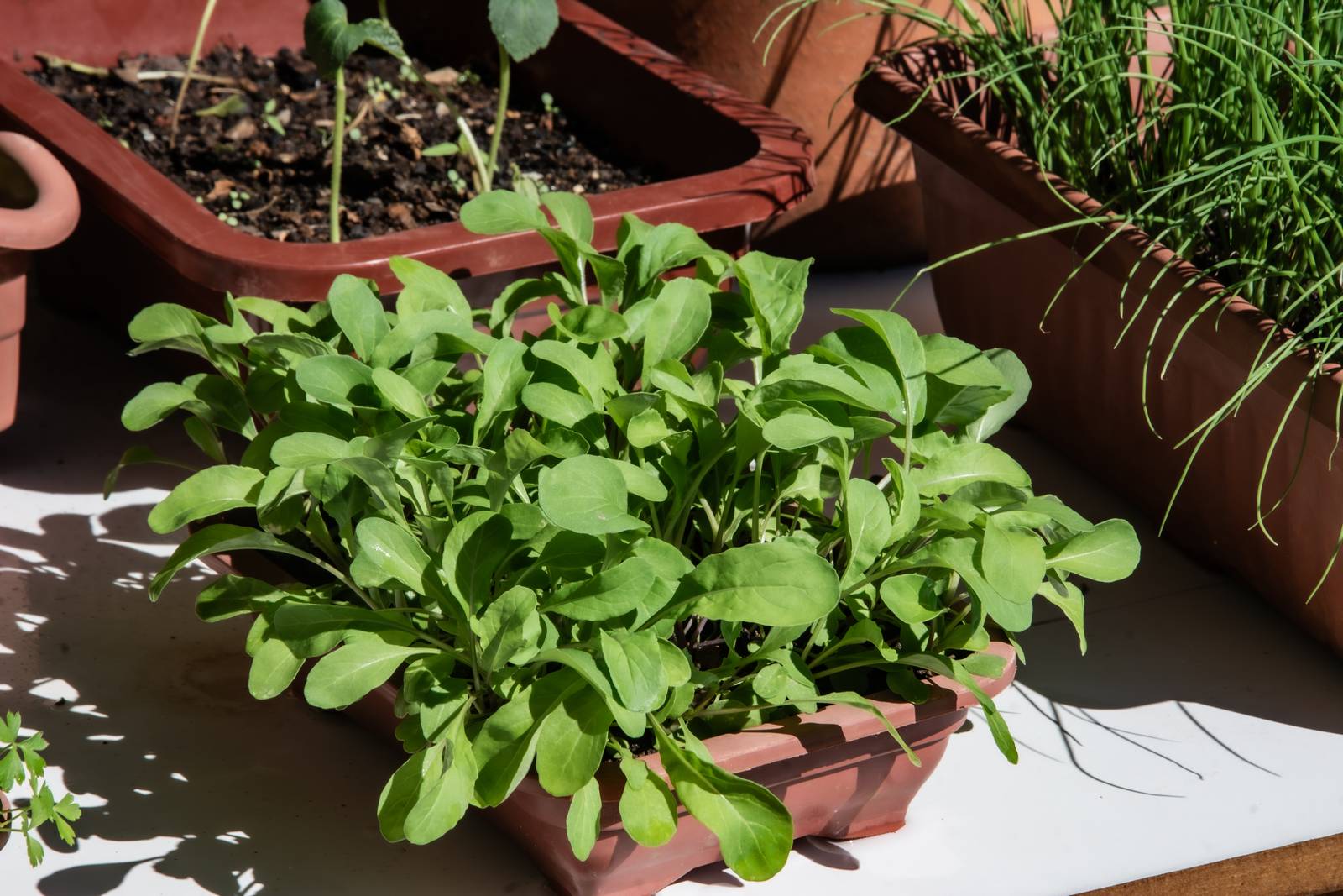 La rucola si adatta perfettamente alla coltivazione in vaso, purché dotato di fori di drenaggio adeguati. La rucola si adatta perfettamente alla coltivazione in vaso, purché dotato di fori di drenaggio adeguati.