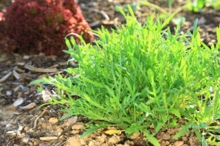 La rucola ha bisogno di pieno sole per crescere, ma durante le stagioni più calde, specialmente nelle ore centrali della giornata, va parzialmente ombreggiata per evitare scottature. La rucola ha bisogno di pieno sole per crescere, ma durante le stagioni più calde, specialmente nelle ore centrali della giornata, va parzialmente ombreggiata per evitare scottature.