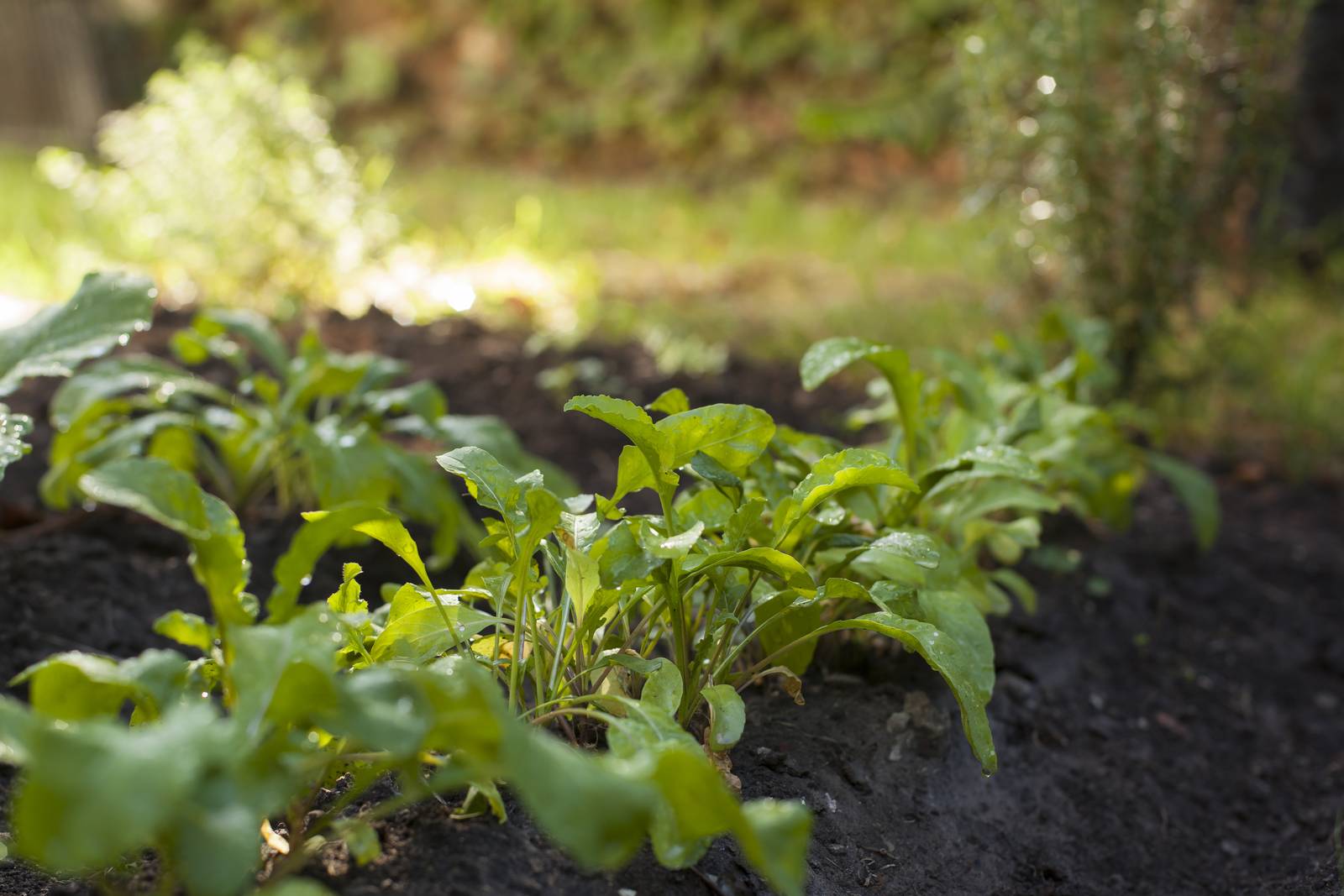 La rucola va seminata preferibilmente in primavera o a inizio autunno. La rucola va seminata preferibilmente in primavera o a inizio autunno.