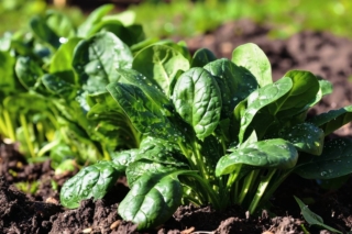 Le giovani foglie degli spinaci si possono consumare anche crude in insalata, altrimenti si possono sbollentare e impiegare in varie preparazioni.