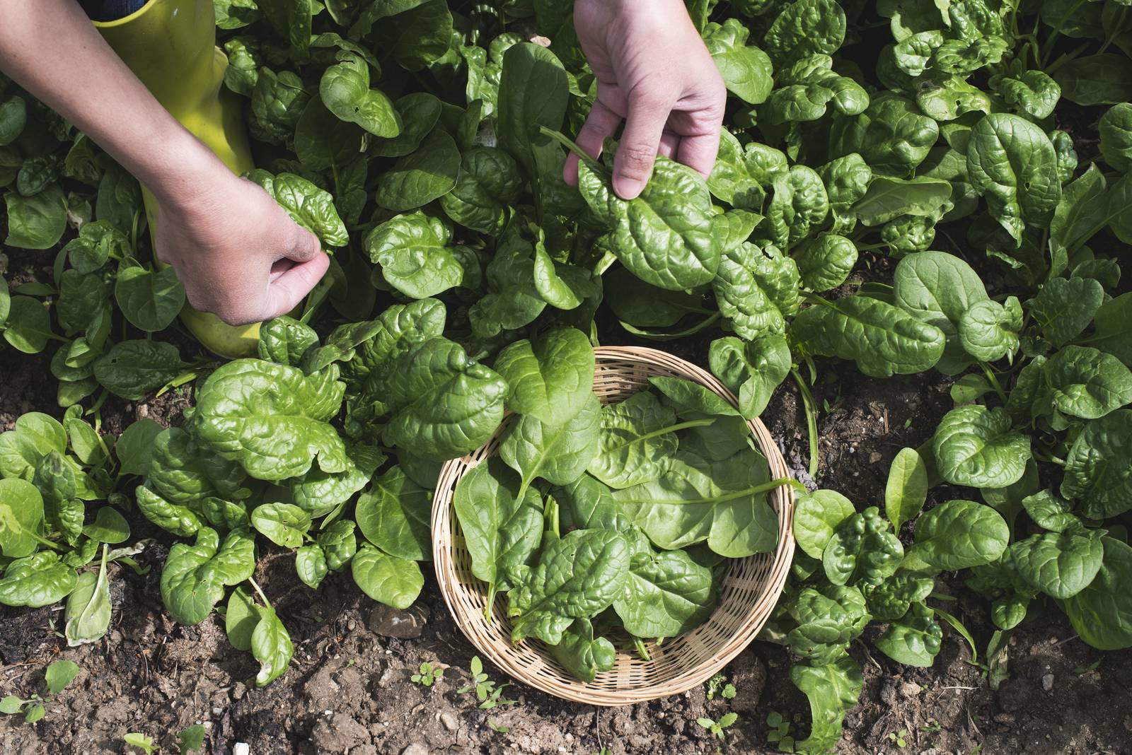 La raccolta degli spinaci si effettua in genere da da settembre a maggio, anche se la stagionalità precisa varia in base al periodo di semina. La raccolta degli spinaci si effettua in genere da da settembre a maggio, anche se la stagionalità precisa varia in base al periodo di semina.