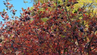 Beautiful,Colorful,Autumn,Leaves,Of,A,Bush.,Cornus,Alba,”elegantissima”. Beautiful,Colorful,Autumn,Leaves,Of,A,Bush.,Cornus,Alba,”elegantissima”.
