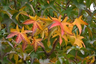American,Sweetgum,(liquidambar,Styraciflua),Autumn,Leaves.,Altingiaceae,Deciduous,Tree,Native American,Sweetgum,(liquidambar,Styraciflua),Autumn,Leaves.,Altingiaceae,Deciduous,Tree,Native