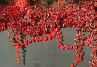 Trees,With,Colorful,Leaves,In,Autumn,,American,Ivy-parthenocissus,Tricuspidata.,Virginia Trees,With,Colorful,Leaves,In,Autumn,,American,Ivy-parthenocissus,Tricuspidata.,Virginia