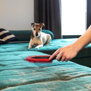Quando i peli si accumulano su divani, poltrone, interni dell'auto e cucce, può rivelarsi utile la spazzola elettrostatica Vileda Pet Pro, la cui forma ergonomica e le setole laterali permettono di raggiungere anche gli spazi più stretti. Dopo l’utilizzo, è sufficiente sciacquarla con acqua calda. Prezzo 6,99 euro. www.vileda.it