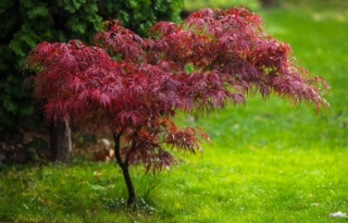 Acer,Palmatum,Atropurpureum,,Red,Leaves,Of,Japanese,Maple,,In,Garden Acer,Palmatum,Atropurpureum,,Red,Leaves,Of,Japanese,Maple,,In,Garden