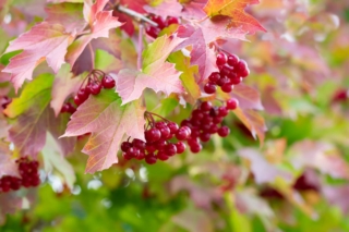 pianta di viburno in autunno pianta di viburno in autunno