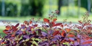 piante autunno piante autunno