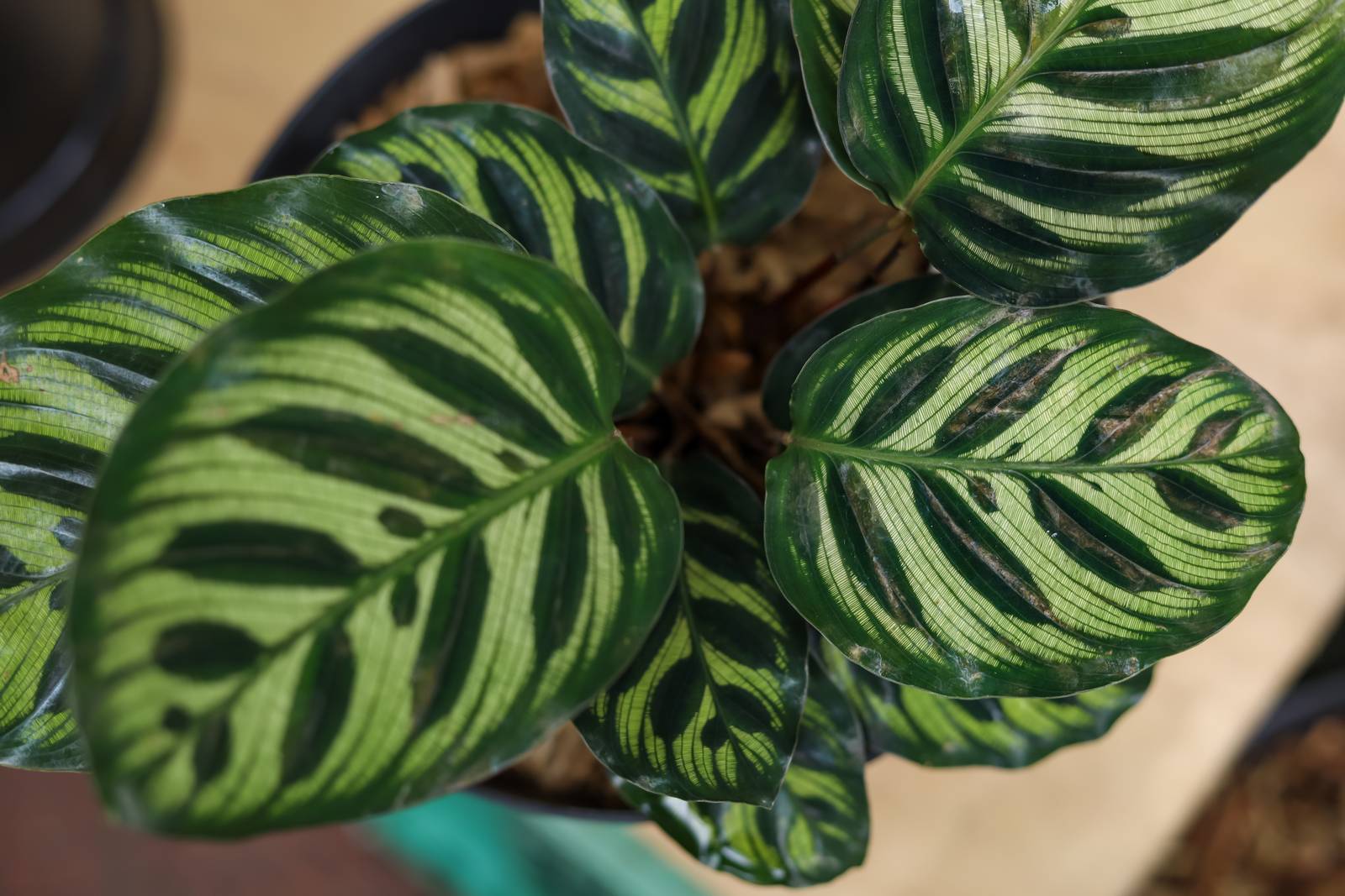 La calathea makoyana è comunemente conosciuta come la "Pianta del Pavone" per via dei disegni sulle sue foglie, che ricordano proprio le piume elaborate e colorate di questo splendido uccello.