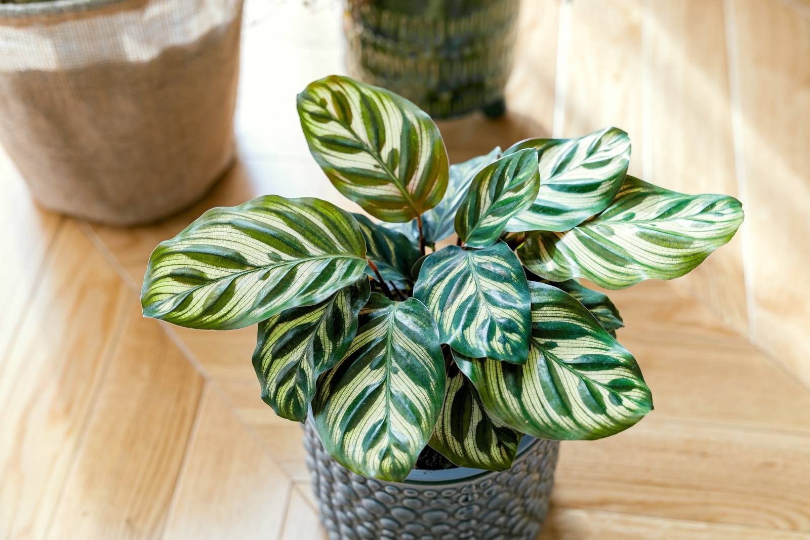 Per via delle sue specifiche esigenze climatiche e la scarsissima tolleranza al freddo, la calathea makoyana si può coltivare solo in vaso nel nostro Paese.