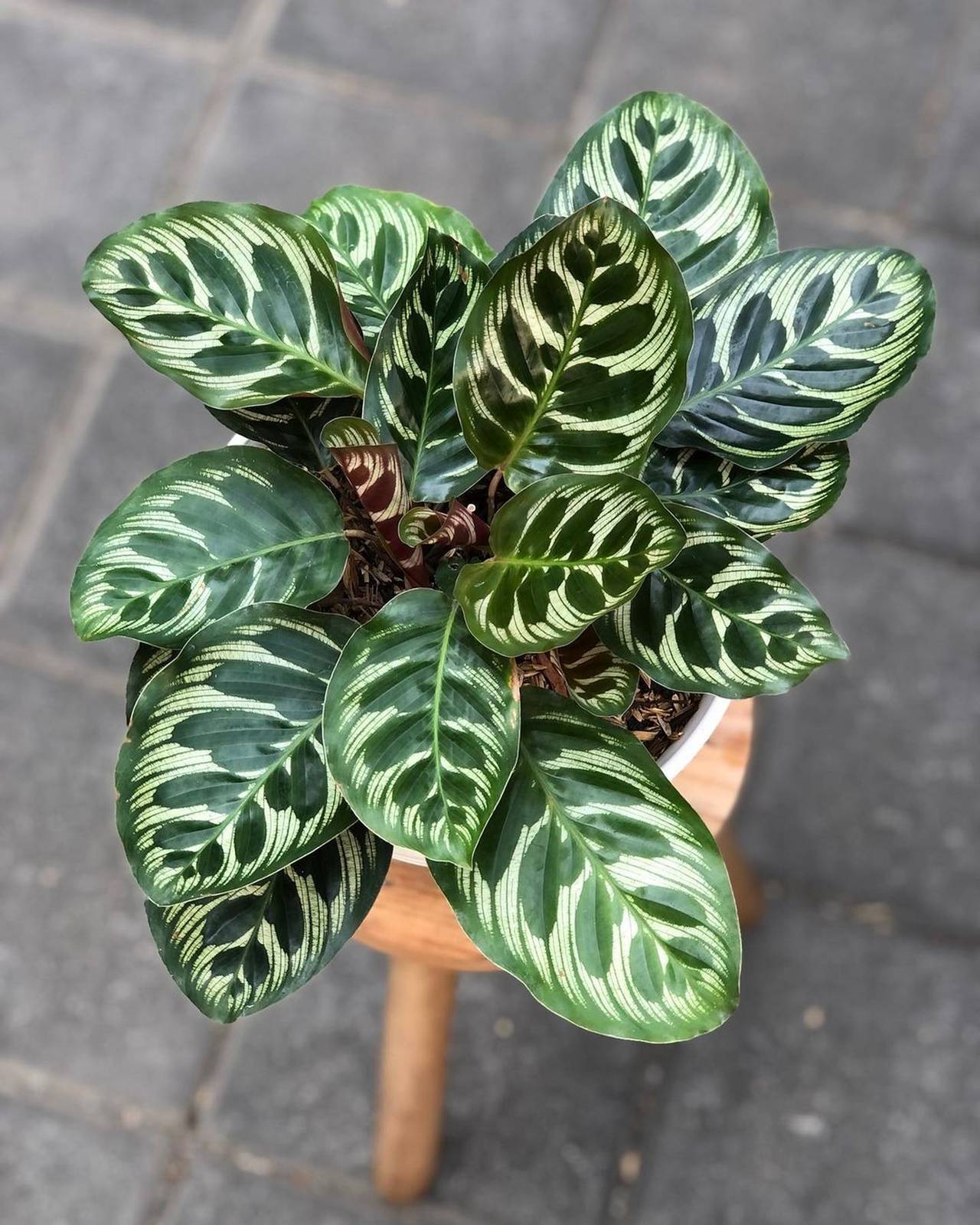 Il terriccio ideale per la coltivazione della calathea makoyana deve essere soffice, leggero, ricco, ben drenante e leggermente acido.