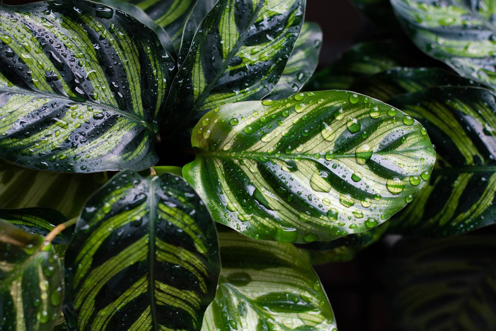Le foglie della calathea makoyana sono sottili, lucide, di un verde chiaro con macchie verde scuro lungo le venature sulla pagina superiore.