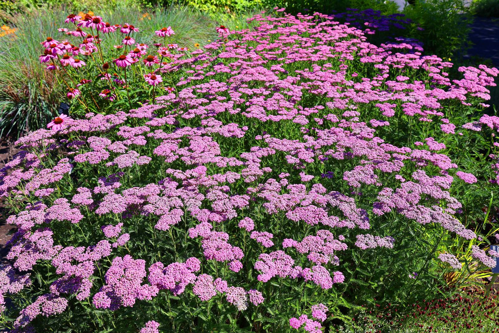 In un periodo in cui la maggior parte della piante ha concluso il suo ciclo di fioritura, sedum spectabile colora i giardini durante l'autunno.