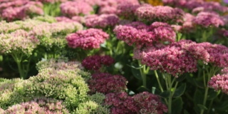 Sedum spectabile Sedum spectabile
