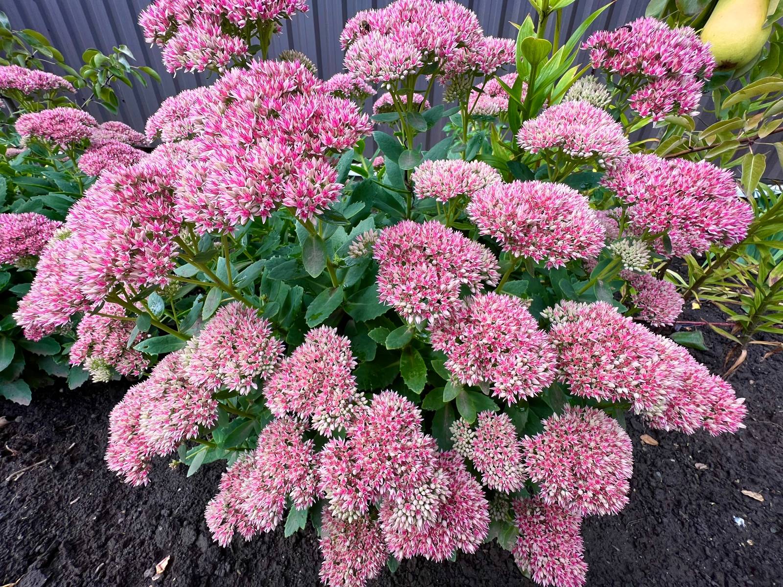 Il sedum spectabile è una pianta eccezionale, molto amata per la sua facilità di coltivazione e per la sua fioritura tardiva.