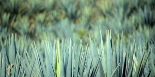 Agave blu o tequilana Agave blu o tequilana