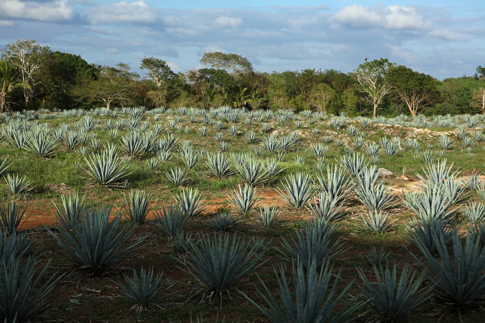 Se ben coltivata, l'agave blu è una pianta molto longeva, che raramente si ammala. Se ben coltivata, l'agave blu è una pianta molto longeva, che raramente si ammala.