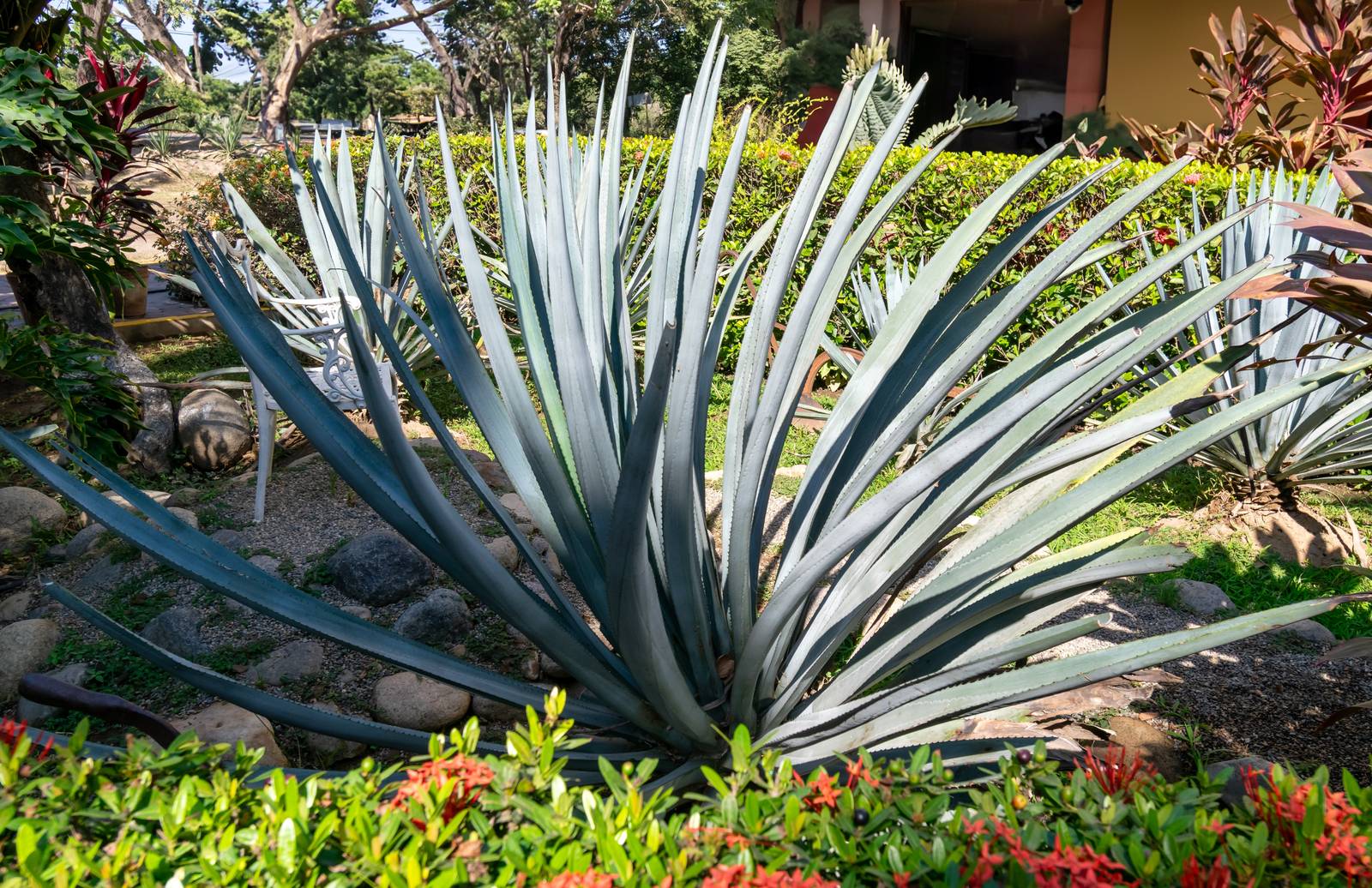 L'agave blu è una pianta imponente, capace di raggiungere i due metri di altezza. L'agave blu è una pianta imponente, capace di raggiungere i due metri di altezza.