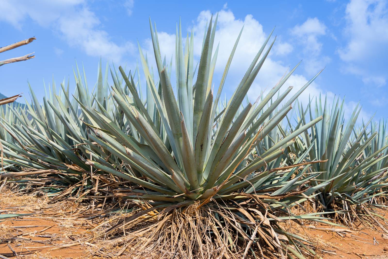 Per le sue ampie dimensioni l'agave blu si coltiva preferibilmente in piena terra, ma solo in caso di clima caldo. Per le sue ampie dimensioni l'agave blu si coltiva preferibilmente in piena terra, ma solo in caso di clima caldo.