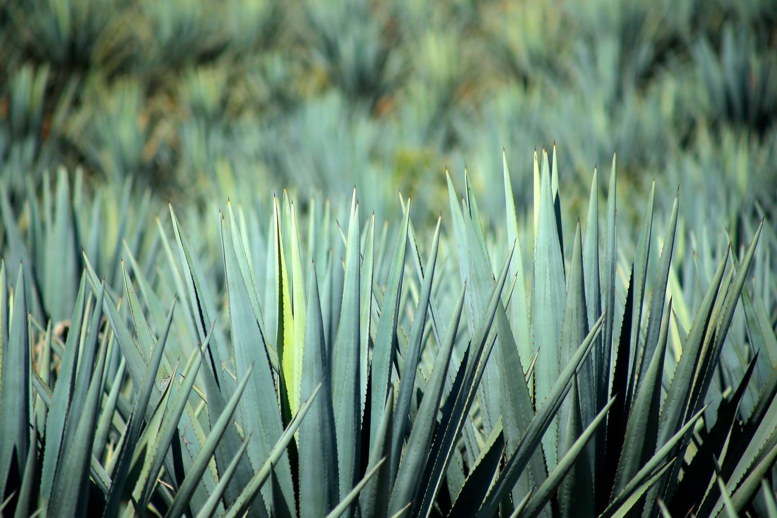 agave blu