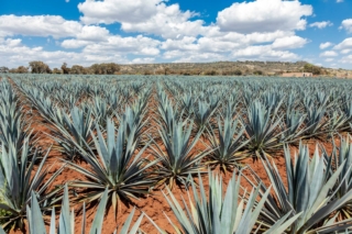 L'agave blu ha bisogno di molte ore di luce solare diretta per poter crescere e mantenere la sua colorazione particolare. L'agave blu ha bisogno di molte ore di luce solare diretta per poter crescere e mantenere la sua colorazione particolare.