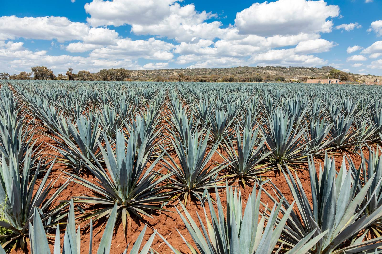 L'agave blu ha bisogno di molte ore di luce solare diretta per poter crescere e mantenere la sua colorazione particolare. L'agave blu ha bisogno di molte ore di luce solare diretta per poter crescere e mantenere la sua colorazione particolare.