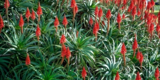 Aloe arborescens