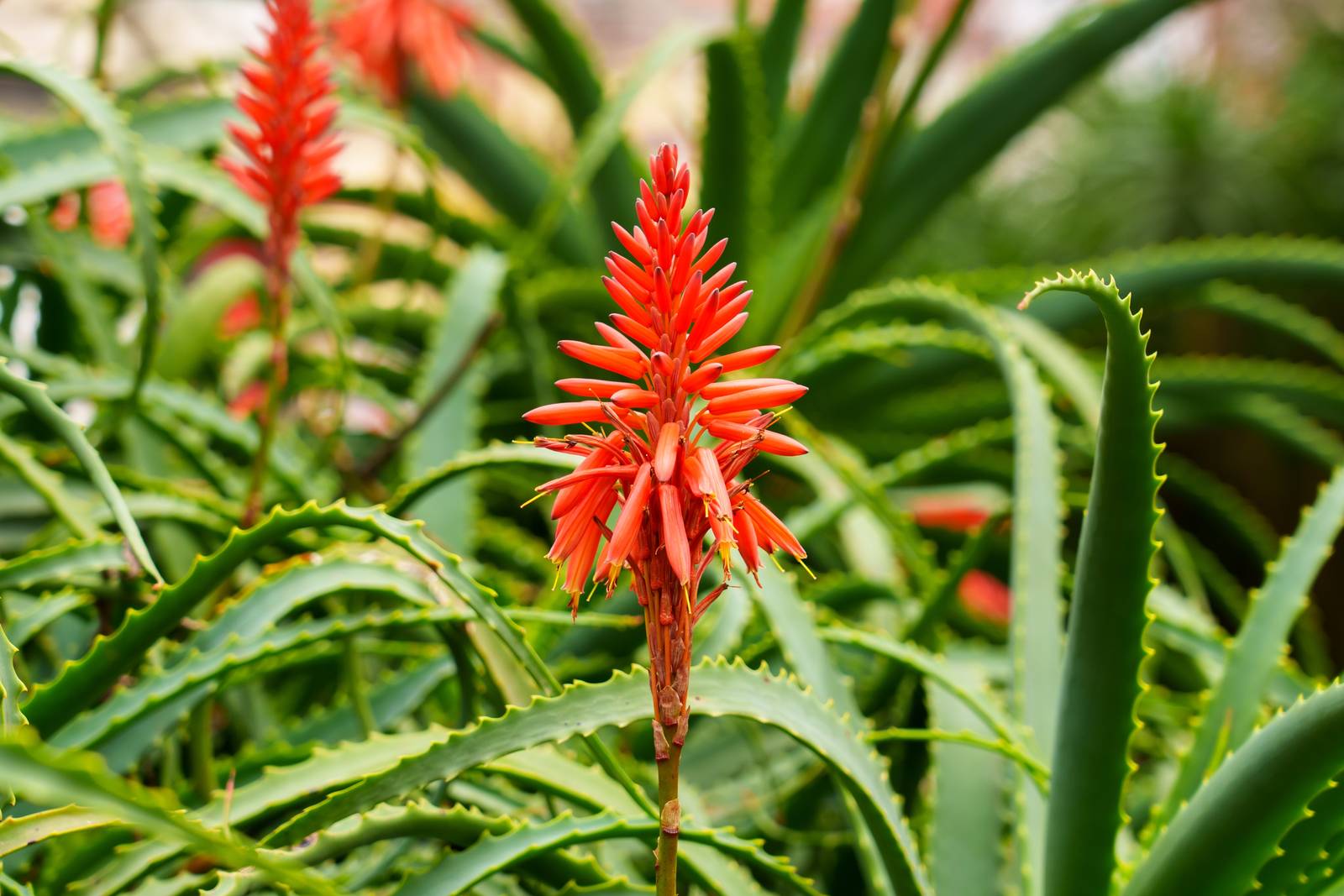 Tra la fine dell'inverno e l'inizio della primavera, aloe arborescens produce vistose fiori simili a spighe dall'intensa colorazione rossa.