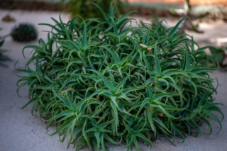 Aloe arborescens è una pianta da esterno, che però teme le basse temperature prolungate e il gelo.