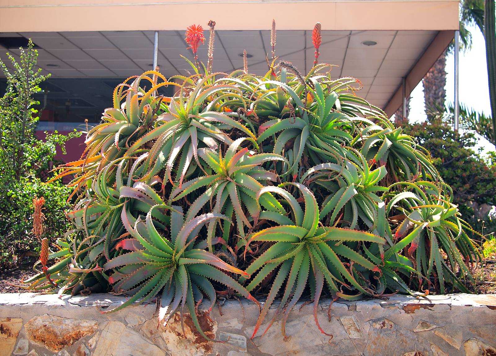 Aloe arborescens è molto apprezzata per la bellezza del fogliame e della fioritura, oltre che per le sue proprietà officinali.