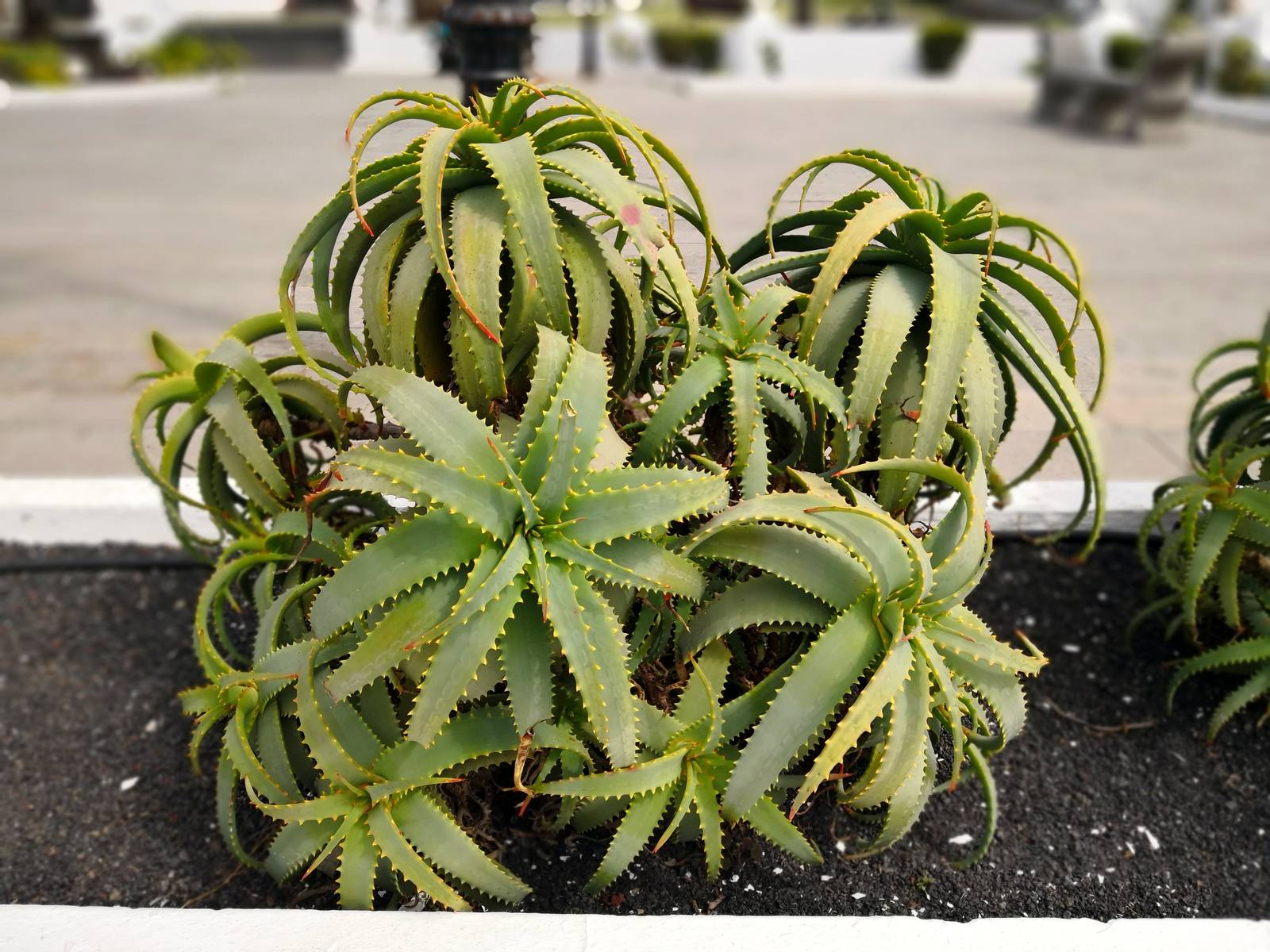 Aloe arborescens ama il pieno sole e predilige posizioni calde e riparate.