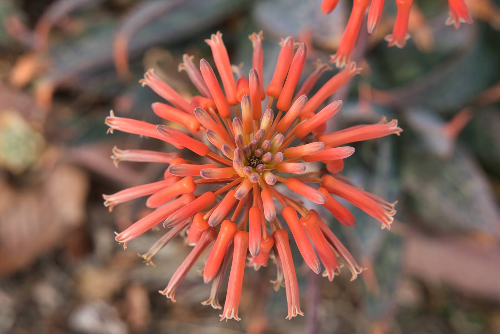 L'aloe maculata produce graziose infiorescenza arancio-rosse, molto evidenti.
