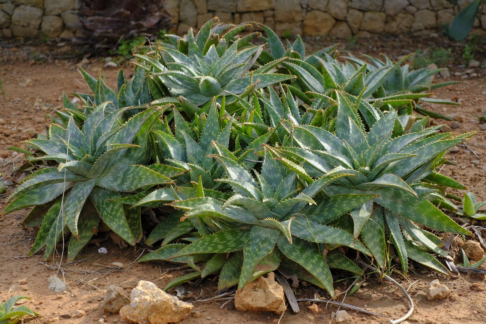 L'aloe maculata ha bisogno di pieno sole e temperature miti per crescere bene.