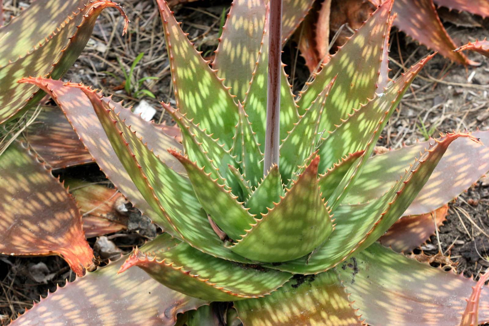 Da giugno a settembre, l'aloe maculata produce uno stelo fiorale dal centro della rosetta di foglie.