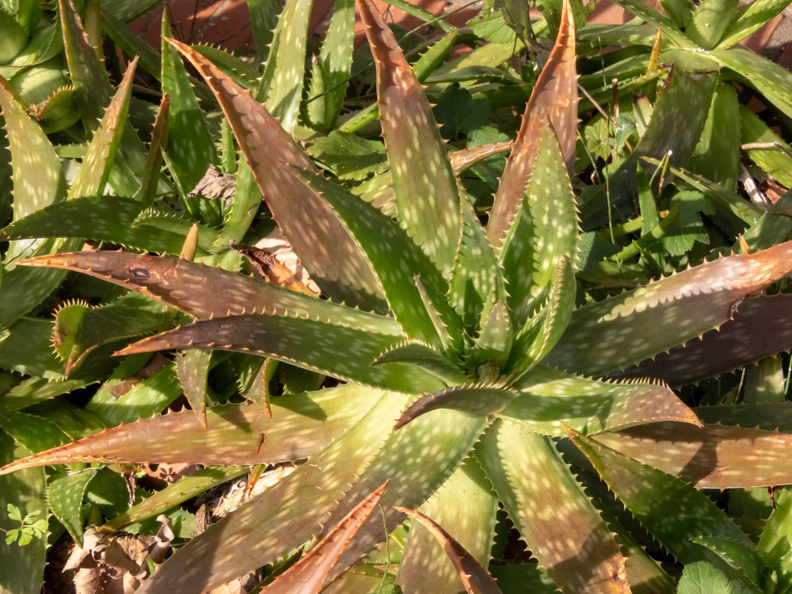 L'aloe maculata si produce bellissime foglie larghe, carnose e lanceolate.