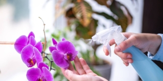 curare orchidea curare orchidea