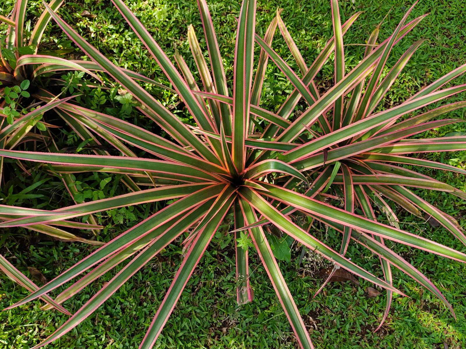 Originaria del Madagascar, la dracaena marginata cresce in climi caldi e secchi per cui, nel nostro Paese, può vivere all'esterno solo durante la bella stagione.