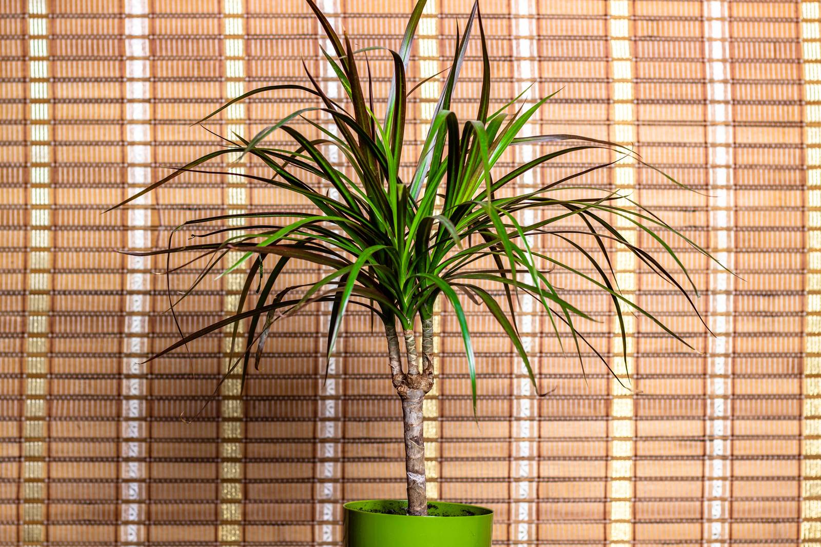 In Italia, la dracaena marginata va coltivata in vaso e posta in un luogo molto luminoso come una finestra esposta a Sud.