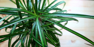 Dracaena marginata