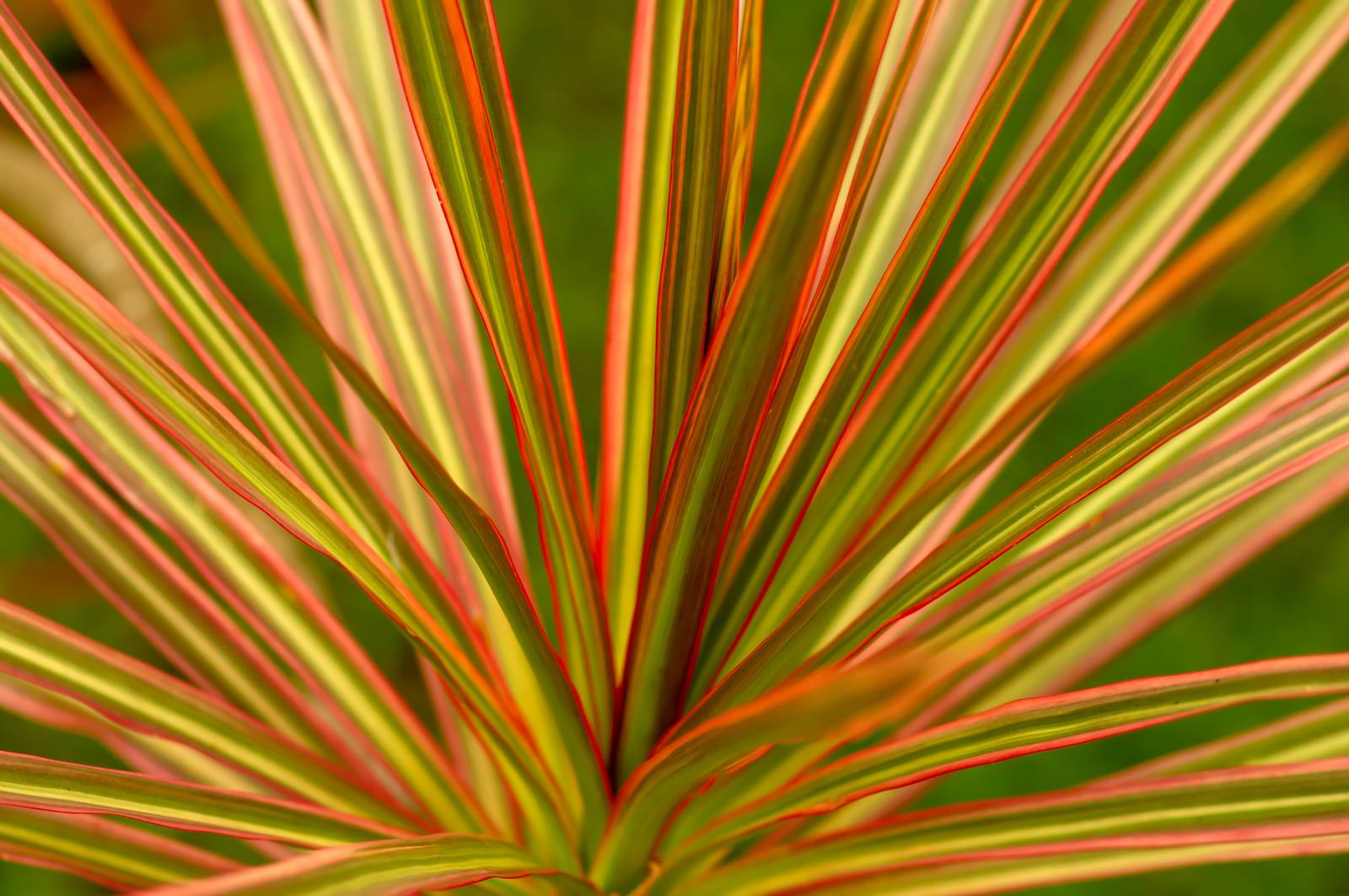 Il contrasto tra il verde e il rosso delle foglie viene garantito soprattutto dalla corretta esposizione.