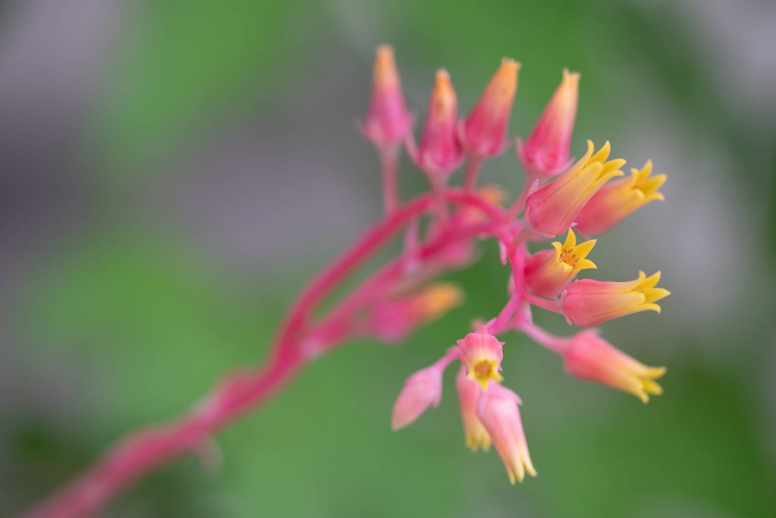 Echeveria agavoides produce fiori molto colorati e decorativi tra maggio e agosto.