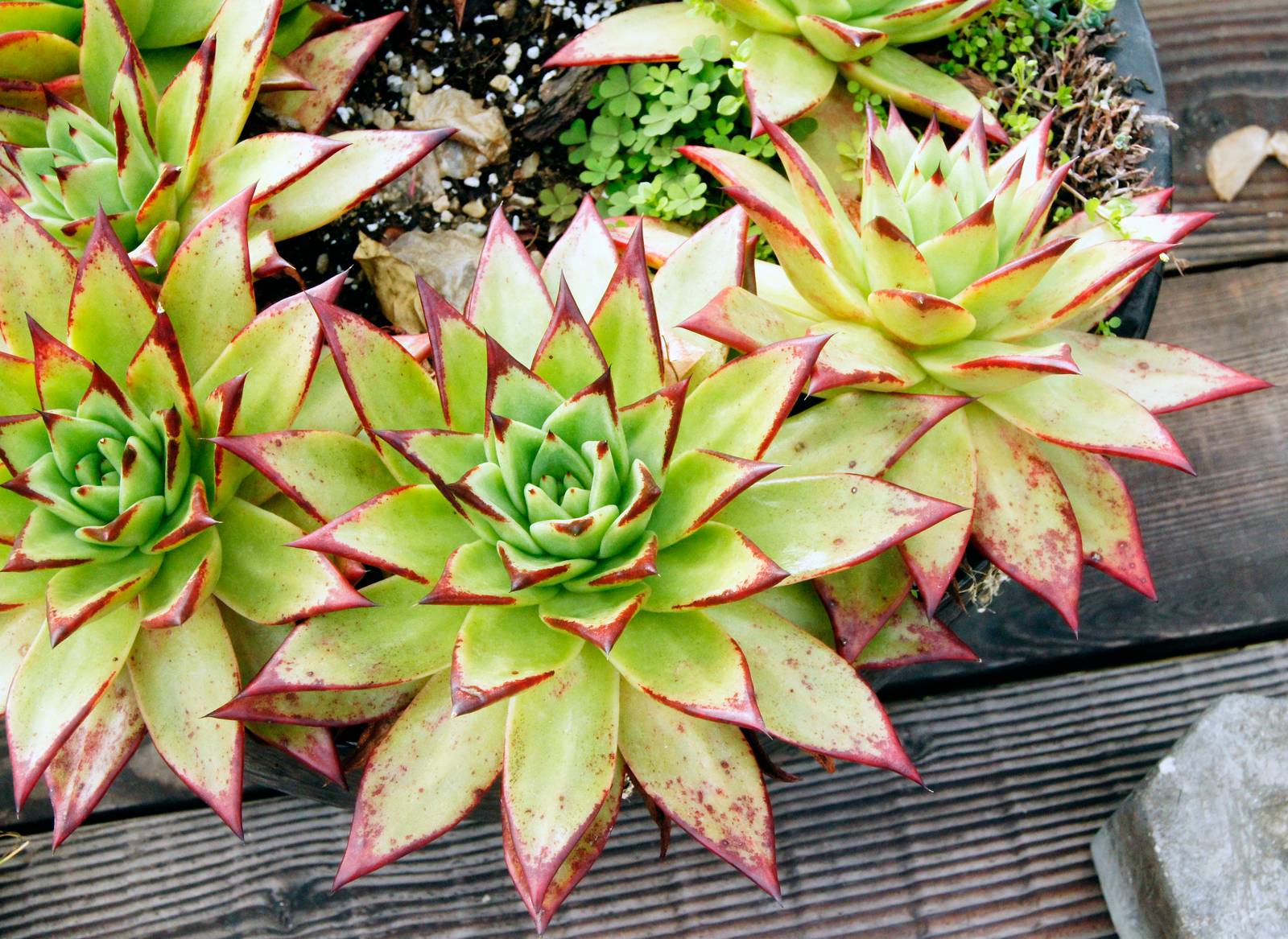 Echeveria agavoides ha bisogno del pieno sole per crescere bene e mantenere la sua splendida colorazione.